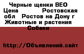 Черные щенки ВЕО › Цена ­ 5 000 - Ростовская обл., Ростов-на-Дону г. Животные и растения » Собаки   